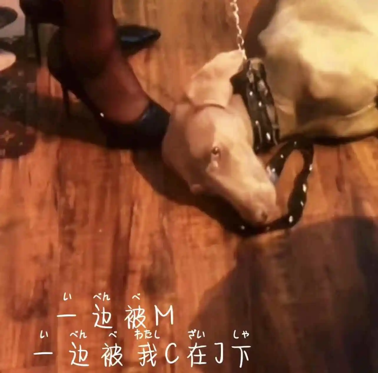 西檬之家k9是什么？你的字母圈属性是什么？ 一